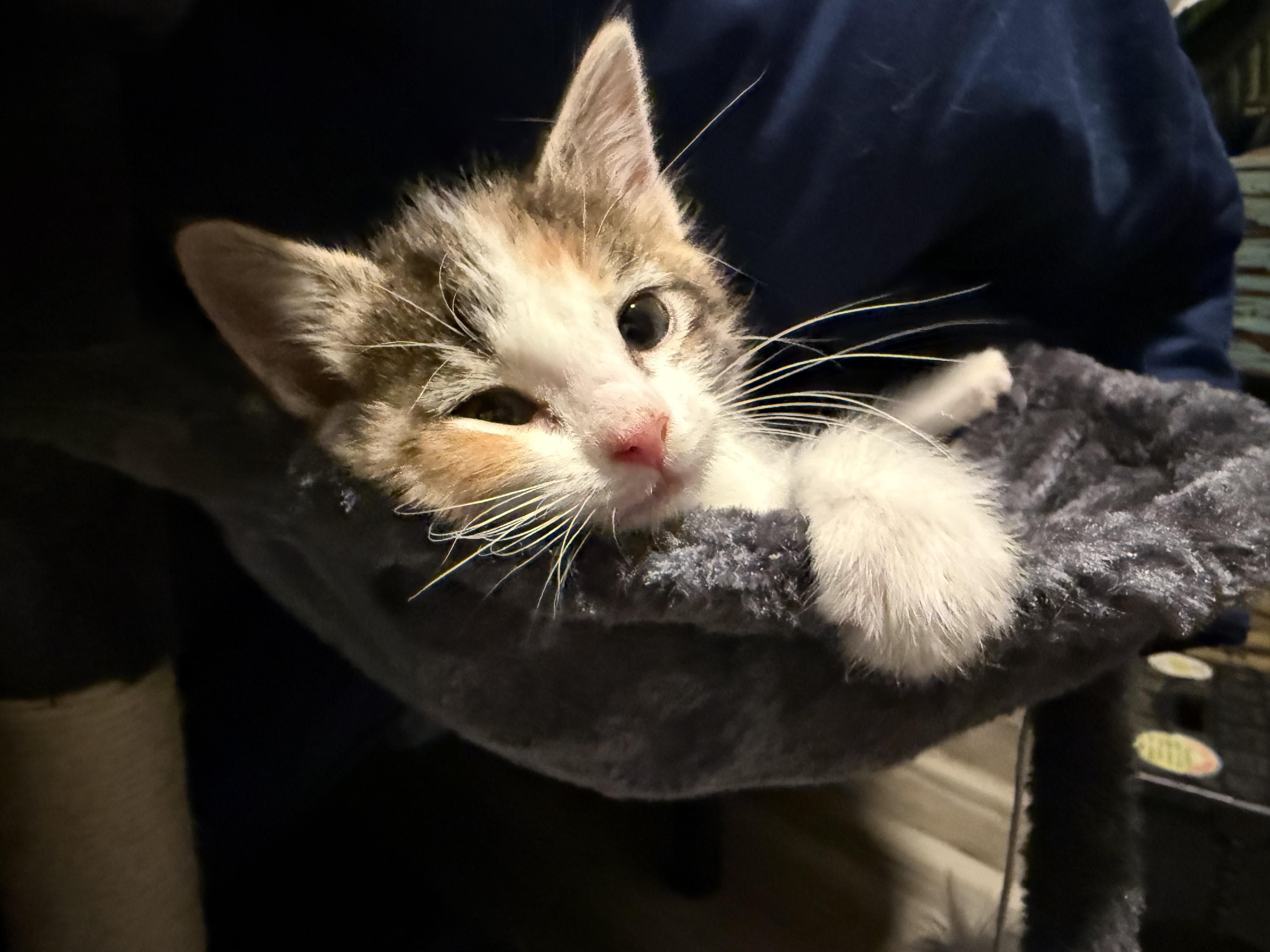 Siggy, a ADOPTABLE Domestic Short Hair in Salt Lake City, UT image 3/6