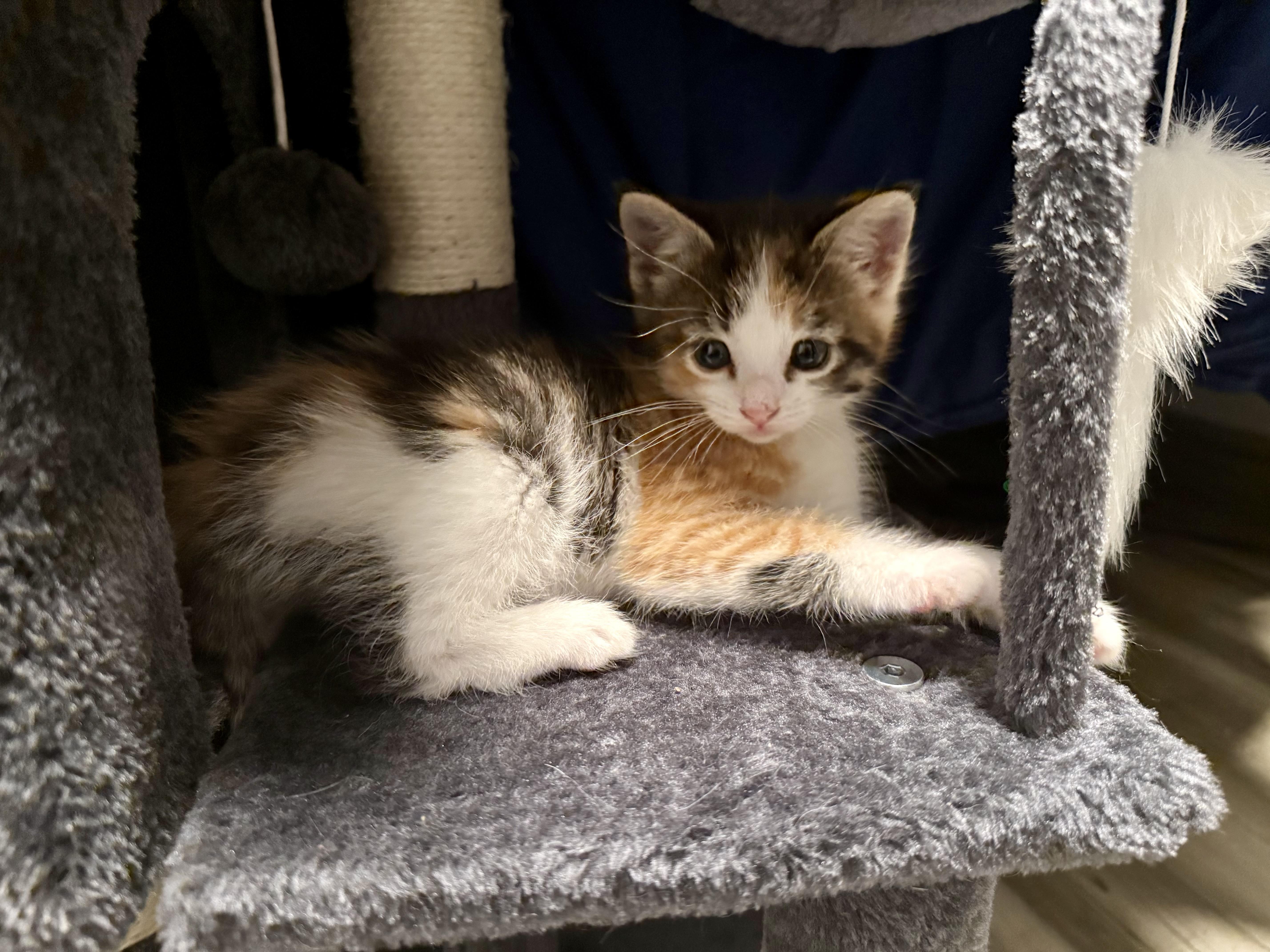 Siggy, a ADOPTABLE Domestic Short Hair in Salt Lake City, UT image 4/6