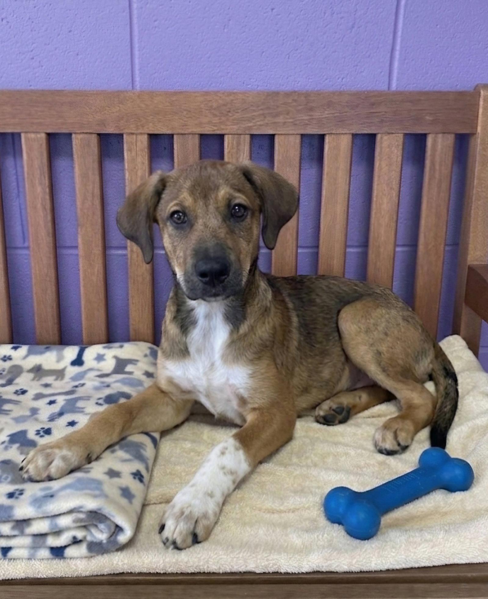 **TOTO**, Adoptable, Puppy Male Labrador Retriever.