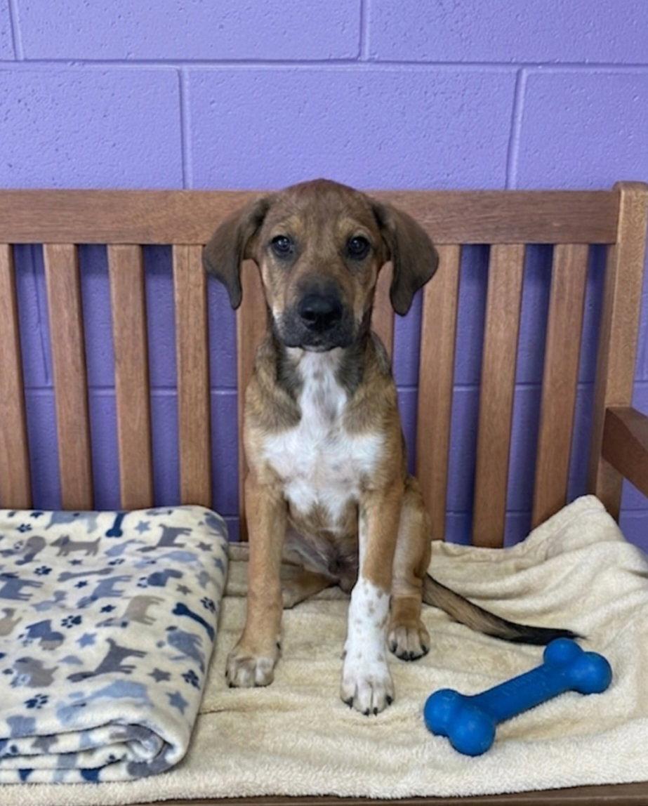 Enlarge **TOTO**, a Adoptable Labrador Retriever in North Prairie, WI image 2/3
