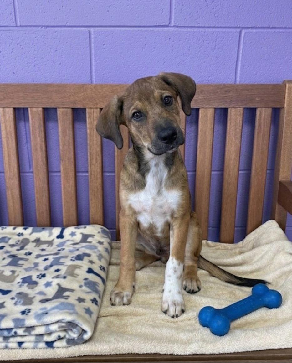 Enlarge **TOTO**, a Adoptable Labrador Retriever in North Prairie, WI image 3/3