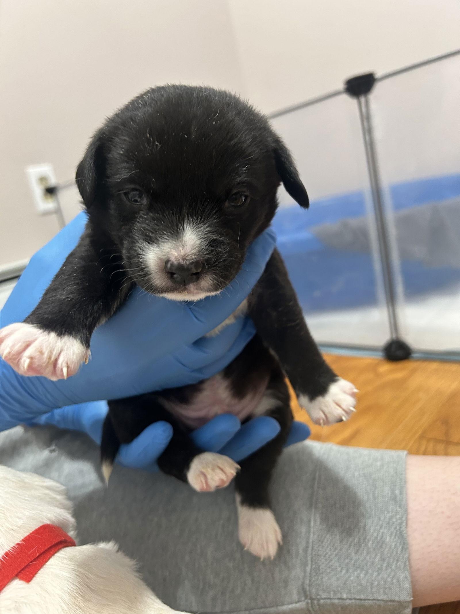 Enlarge Storm, a Adopted Mixed Breed in Polson, MT image 1/1