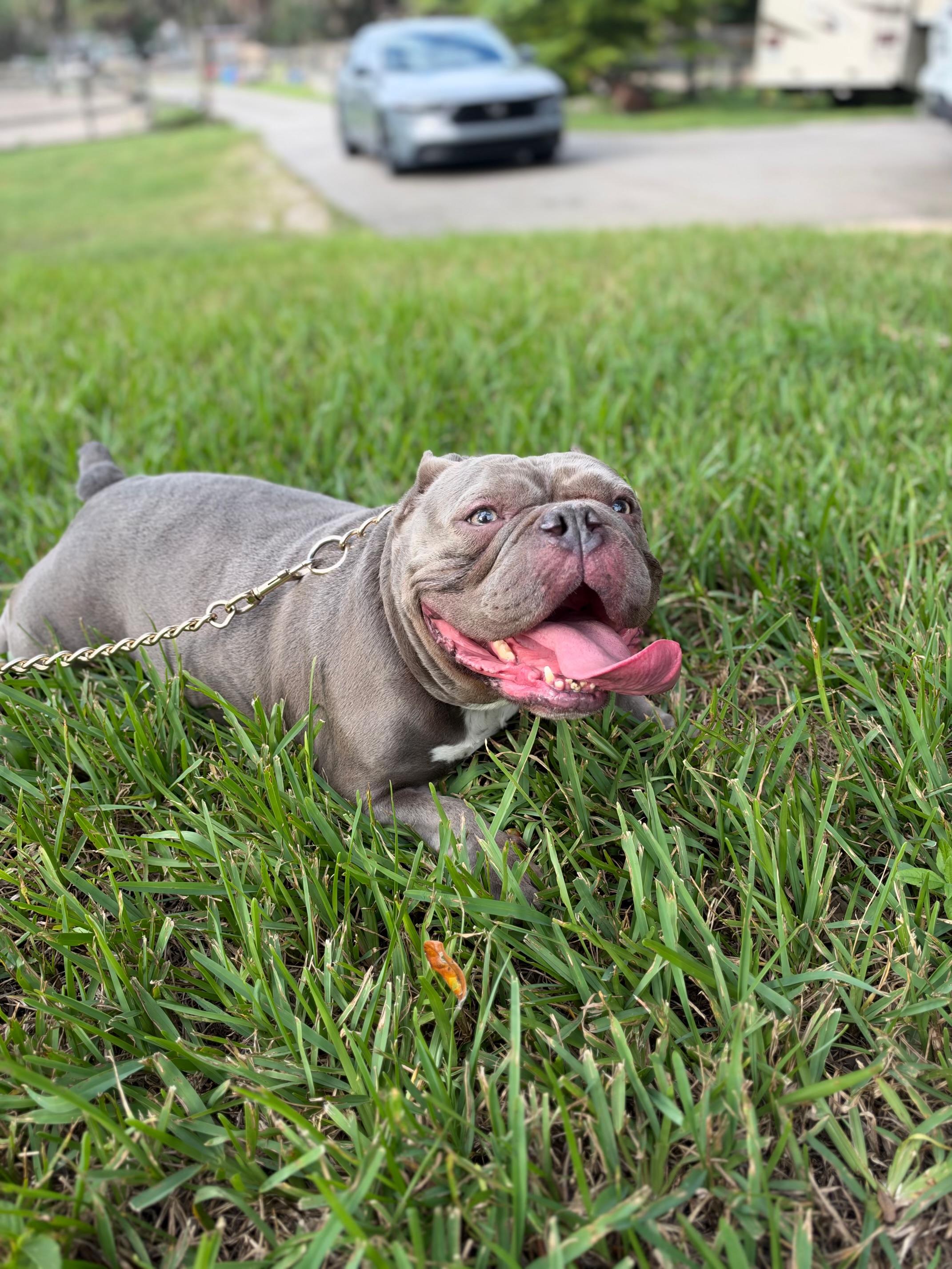 Athena, Adoptable, Adult Female American Bully.