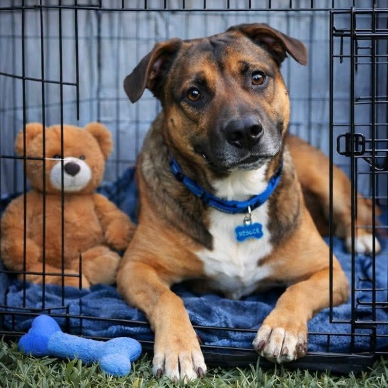 Enlarge Kelso, a Adoptable mixed breed in Bellevue, WA image 4/6