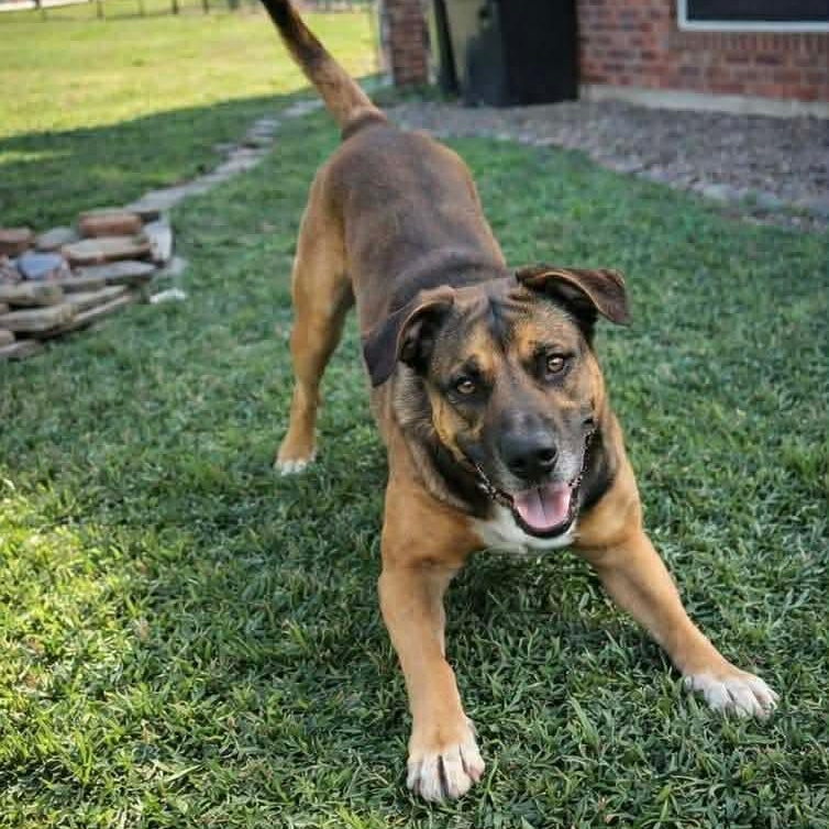 Enlarge Kelso, a Adoptable mixed breed in Bellevue, WA image 1/6