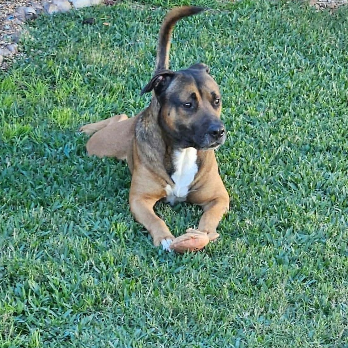 Enlarge Kelso, a Adoptable mixed breed in Bellevue, WA image 3/6