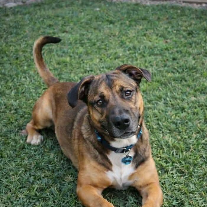 Enlarge Kelso, a Adoptable mixed breed in Bellevue, WA image 6/6