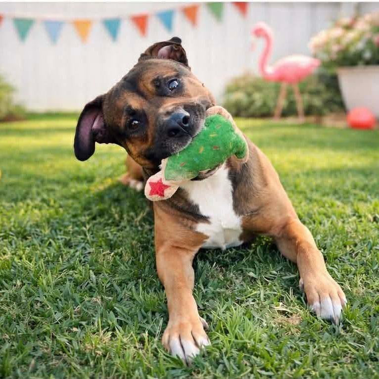 Enlarge Kelso, a Adoptable mixed breed in Bellevue, WA image 5/6