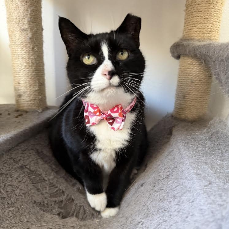 Pudding, Adoptable, Adult Male Tuxedo.