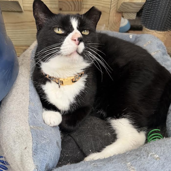 Enlarge Pudding, a Adoptable Tuxedo in Vernon , CT image 6/6