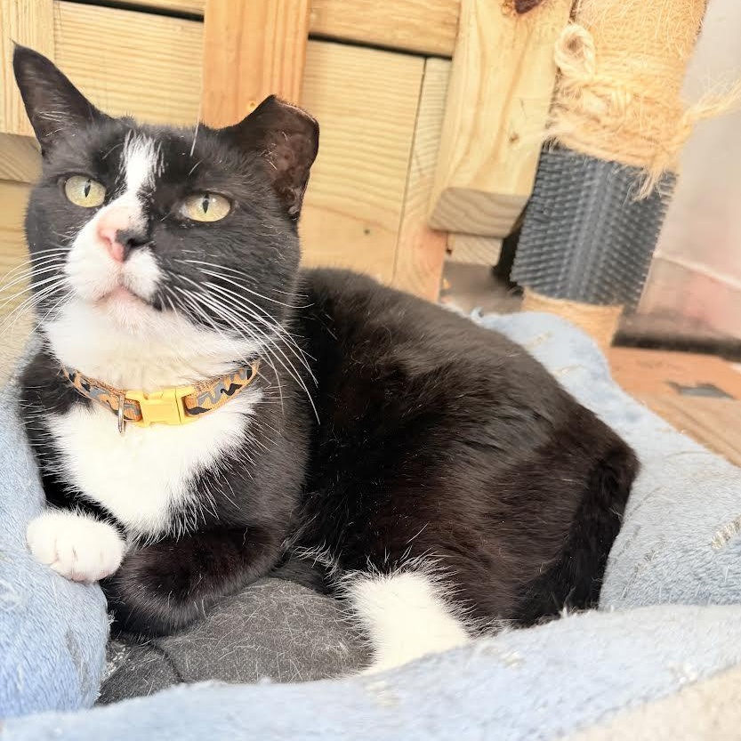 Enlarge Pudding, a Adoptable Tuxedo in Vernon , CT image 5/6