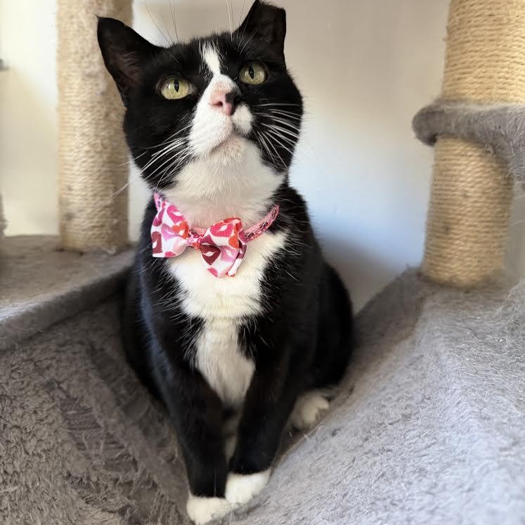Enlarge Pudding, a Adoptable Tuxedo in Vernon , CT image 4/6