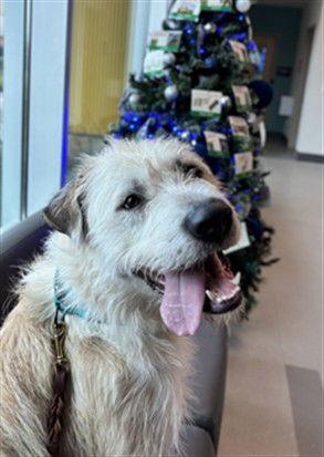Big T, Adoptable, Adult Male Old English Sheepdog.