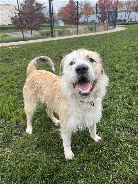 Enlarge Big T, a Adoptable Old English Sheepdog in Elk Grove, CA image 2/2