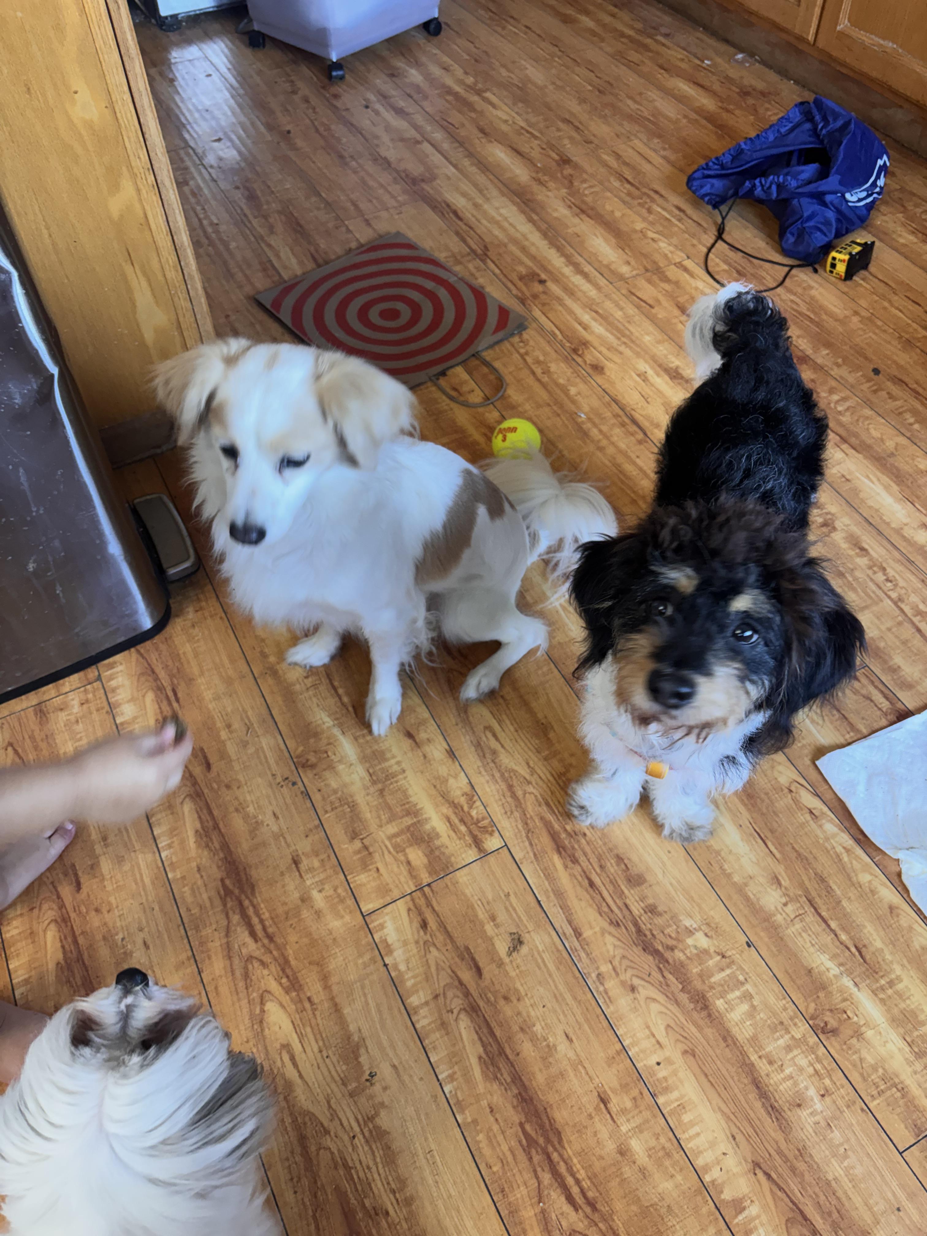 Enlarge Mia, an adopted mixed breed in Corona, CA image 3/3