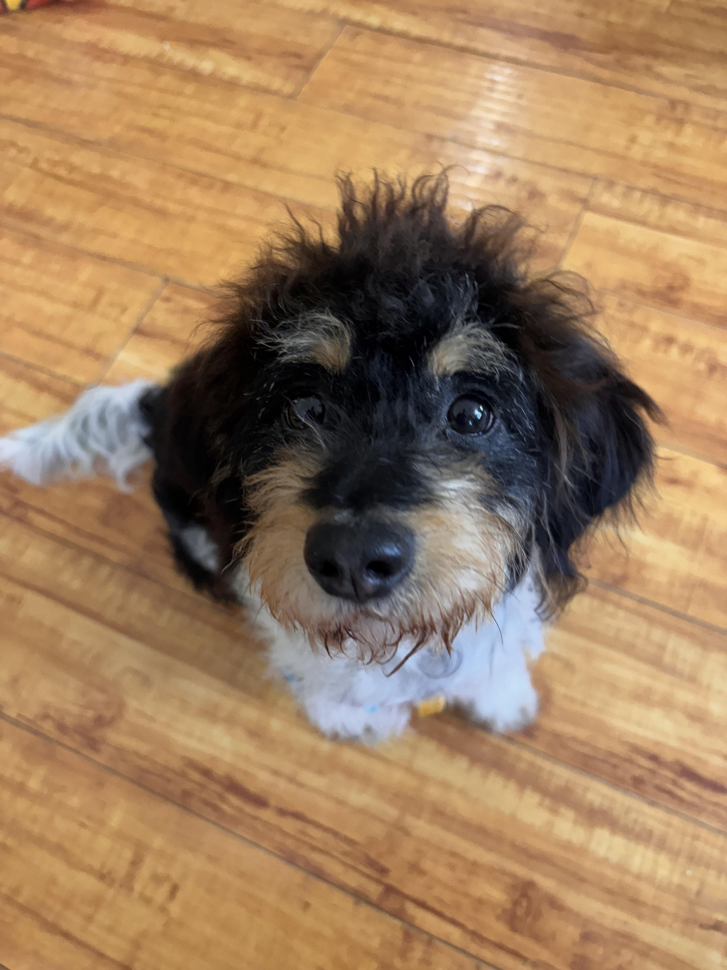 Mia, adopted, Young Female Miniature Poodle.