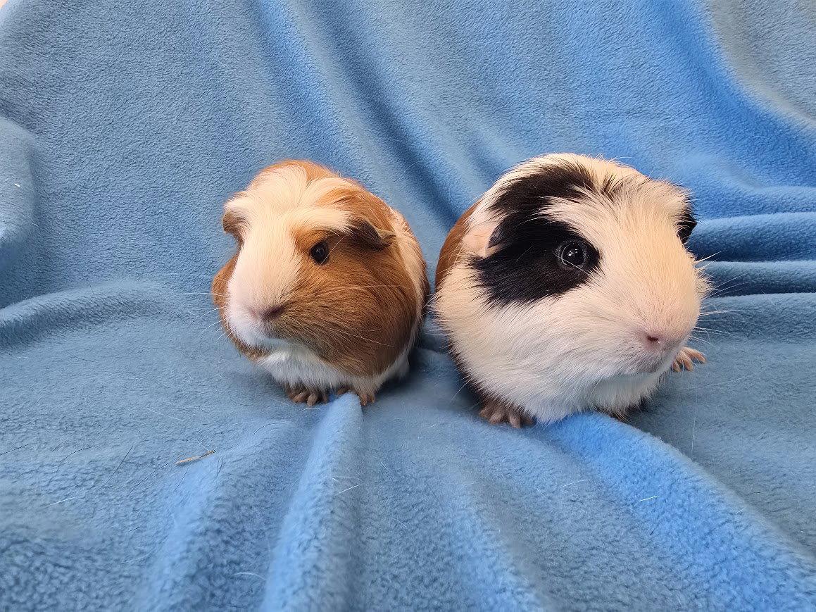 Enlarge Bugsby & Mai (hold), a Adopted Guinea Pig in Baton Rouge, LA image 1/3