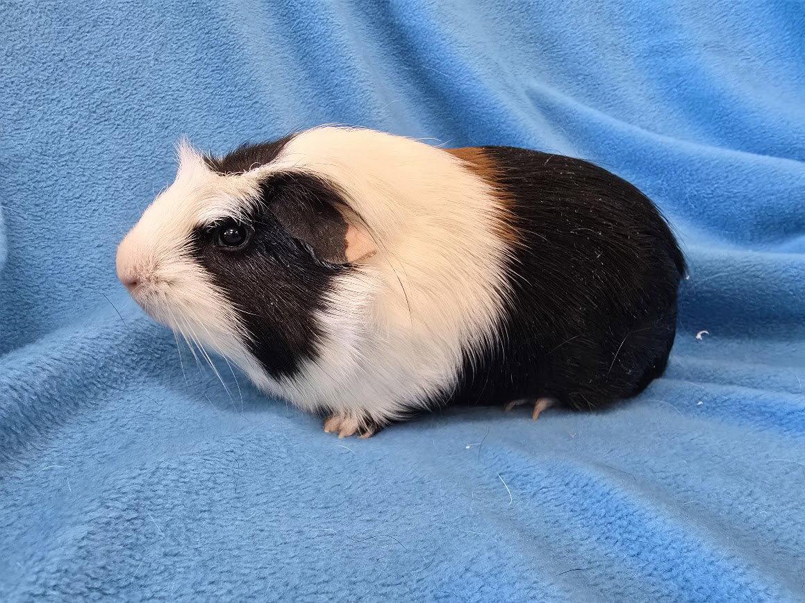 Enlarge Bugsby & Mai (hold), a Adopted Guinea Pig in Baton Rouge, LA image 2/3
