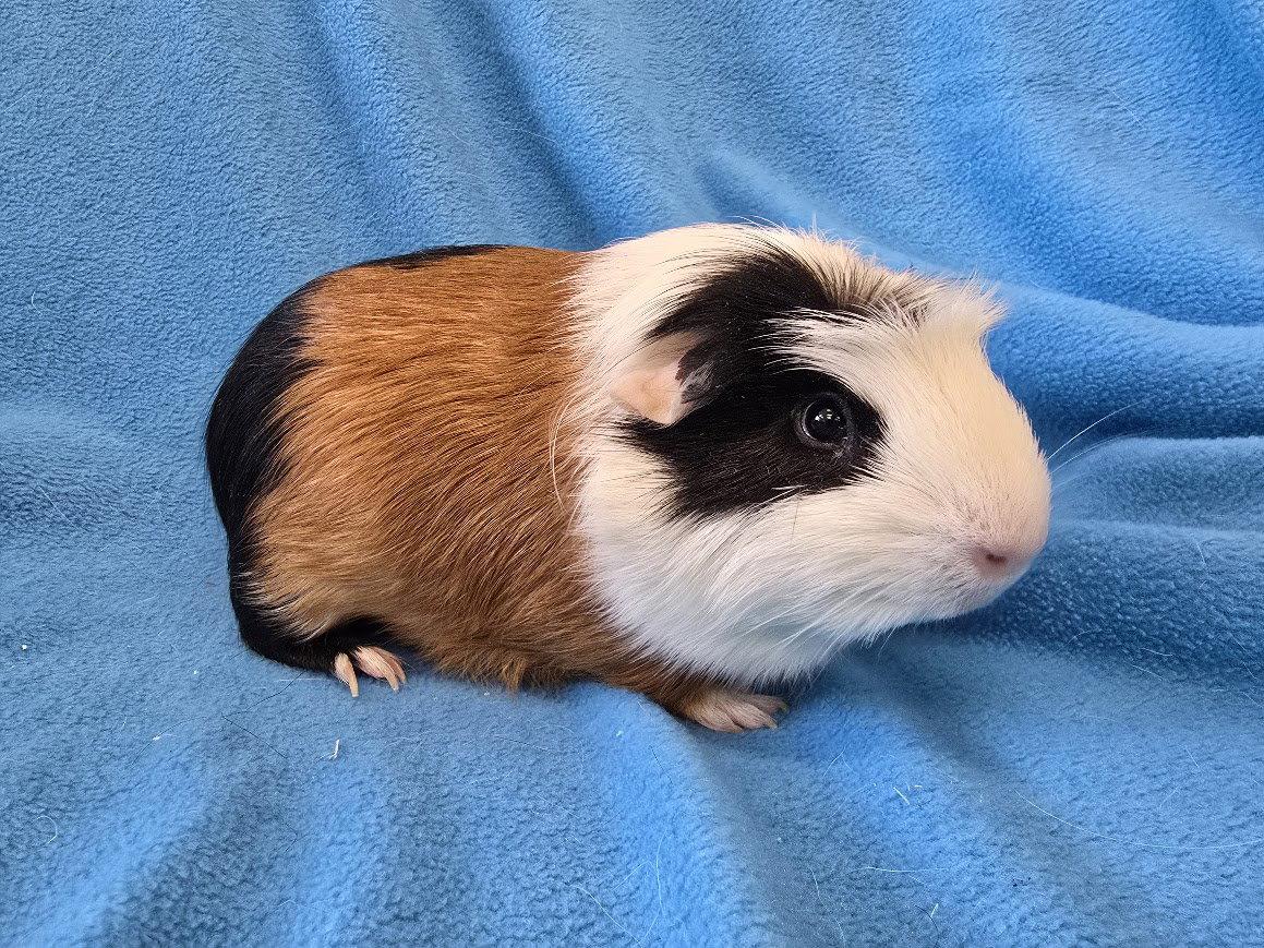 Enlarge Bugsby & Mai (hold), a Adopted Guinea Pig in Baton Rouge, LA image 3/3