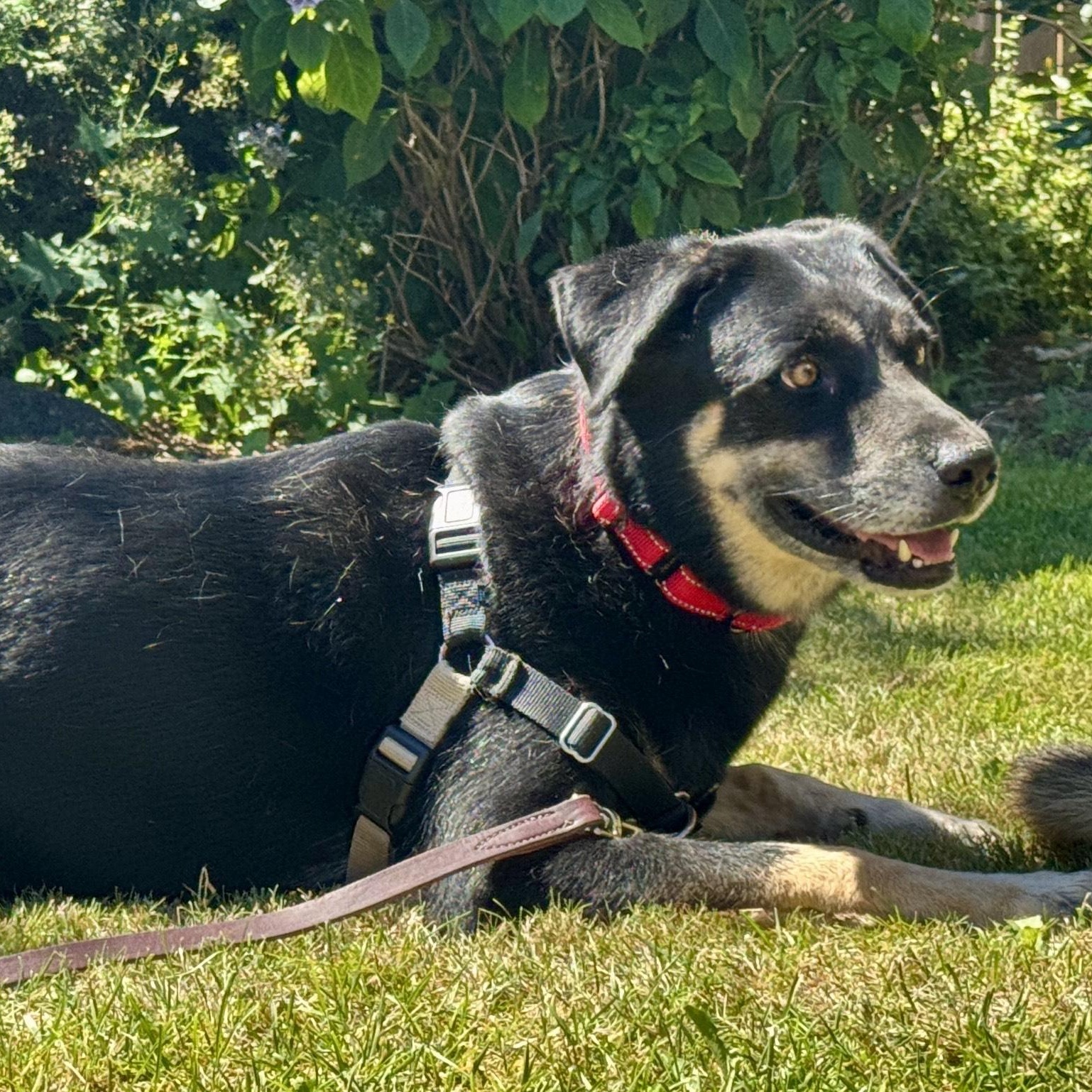 Kater, an adoptable German Shepherd Dog in Silverton, OR, 97381 | Photo Image 1