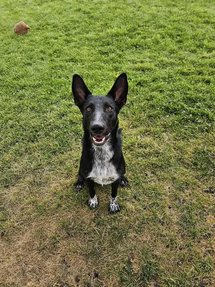 Moo, Adoptable, Adult Male Dutch Shepherd & Australian Cattle Dog / Blue Heeler.