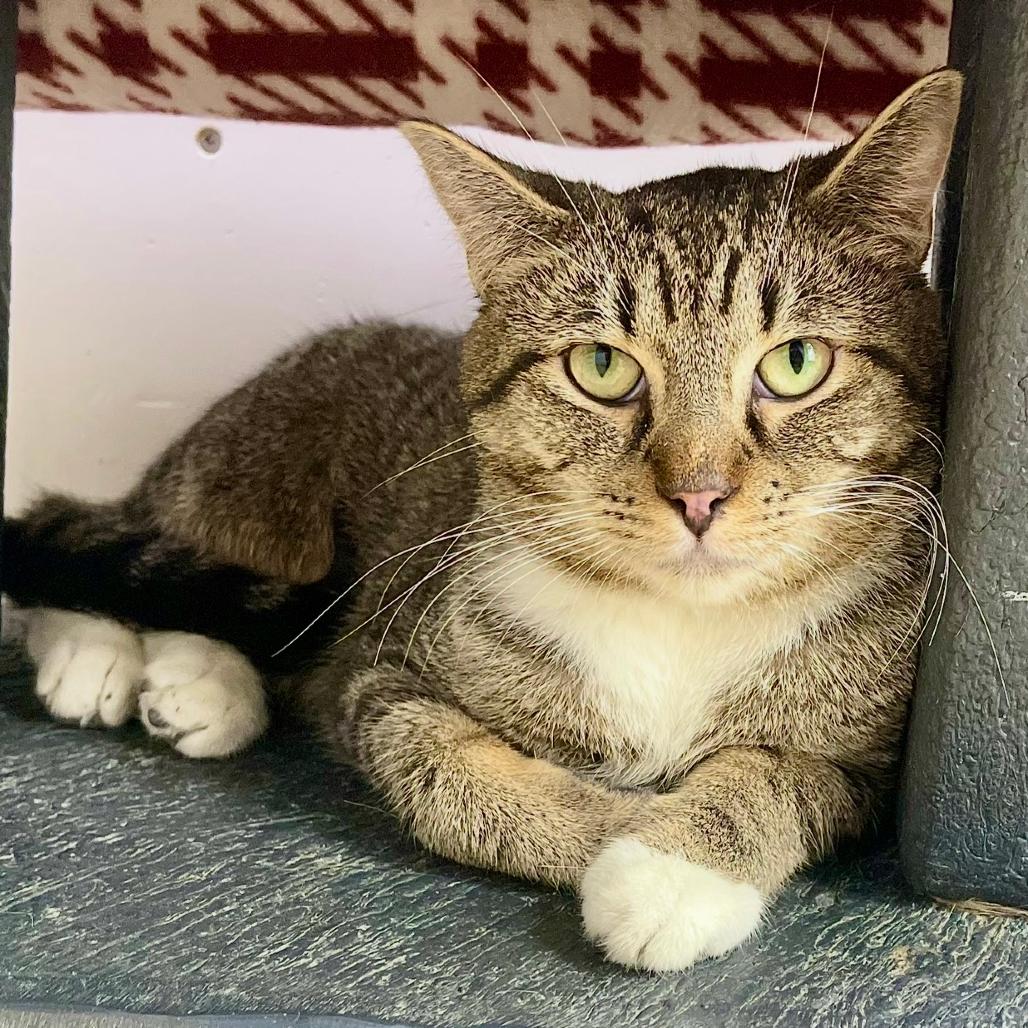 Kane, a Adoptable Domestic Short Hair in Deerfield, IL image 2/3