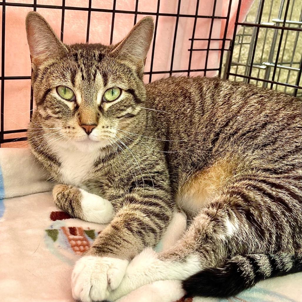 Kane, a Adoptable Domestic Short Hair in Deerfield, IL image 3/3