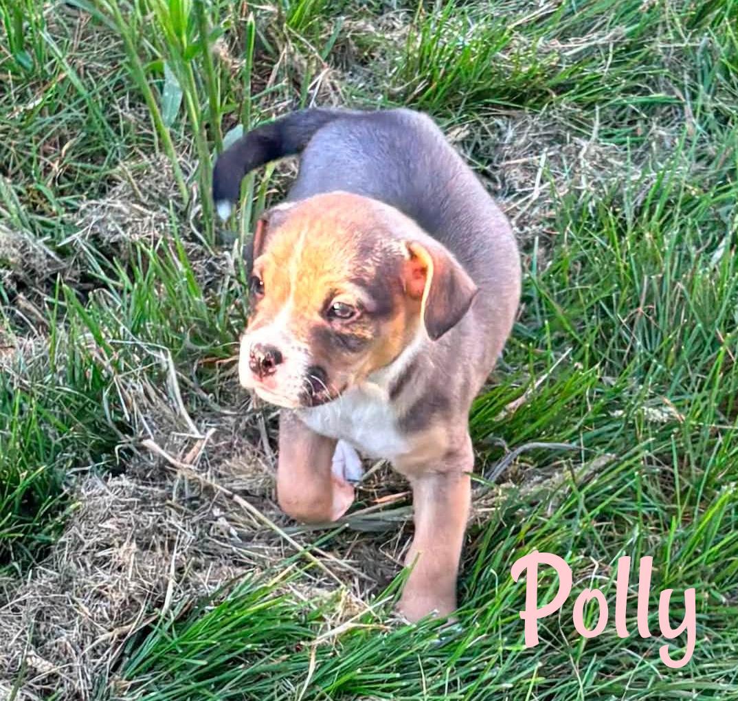 Enlarge Polly, a Adopted Mixed Breed in Elburn, IL image 2/5