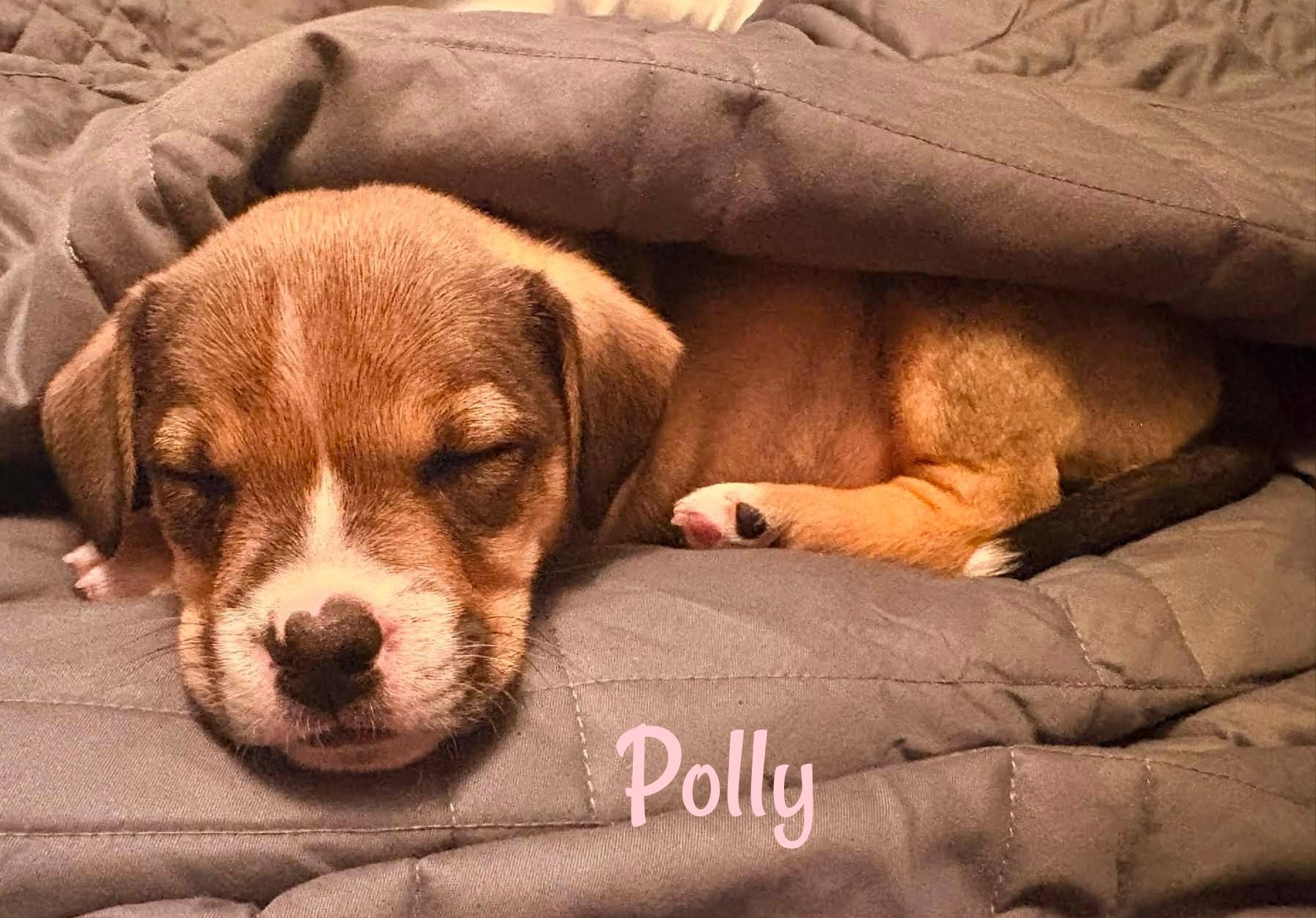 Enlarge Polly, a Adopted Mixed Breed in Elburn, IL image 4/5