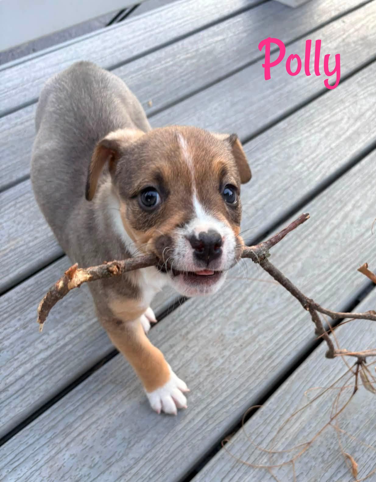 Enlarge Polly, a Adopted Mixed Breed in Elburn, IL image 5/5