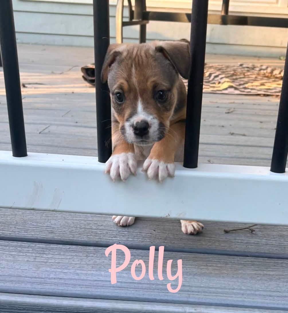 Enlarge Polly, a Adopted Mixed Breed in Elburn, IL image 3/5