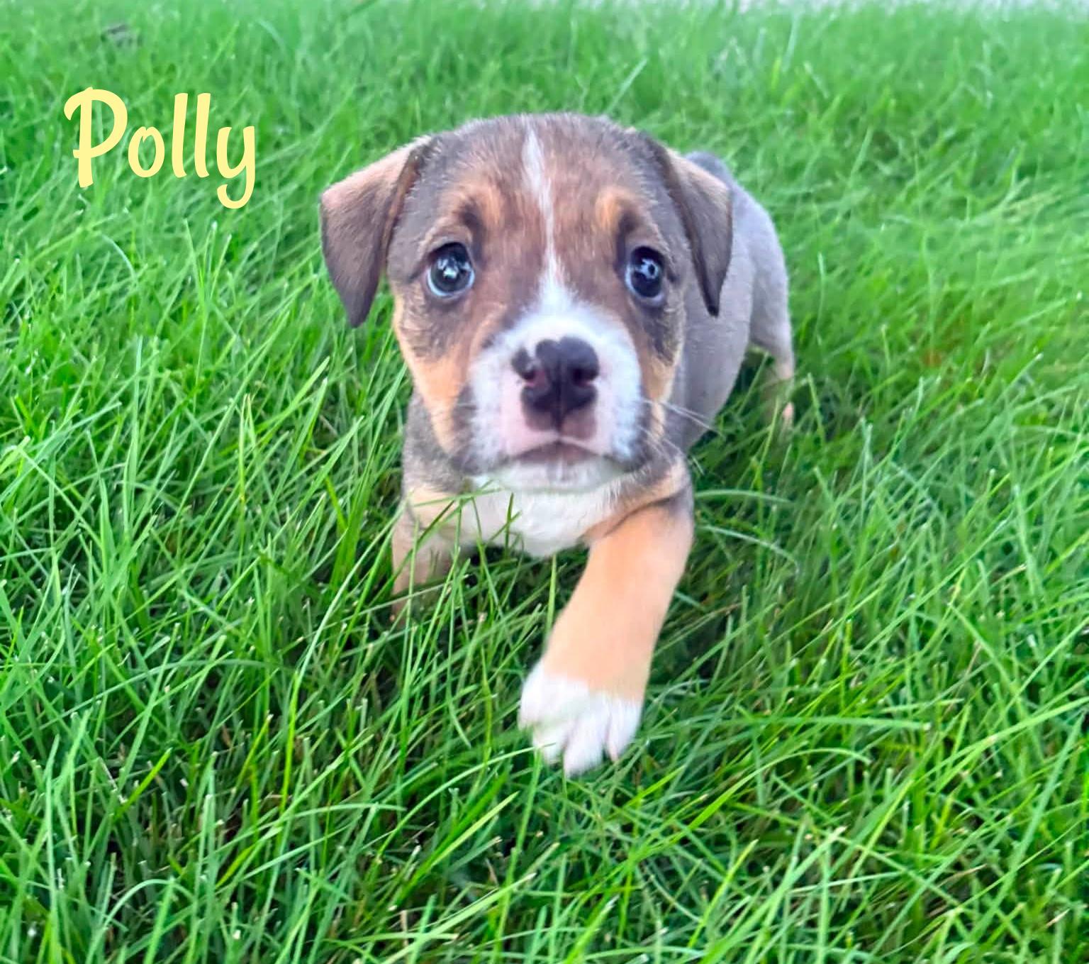 Polly, Adopted, Puppy Female Mixed Breed.