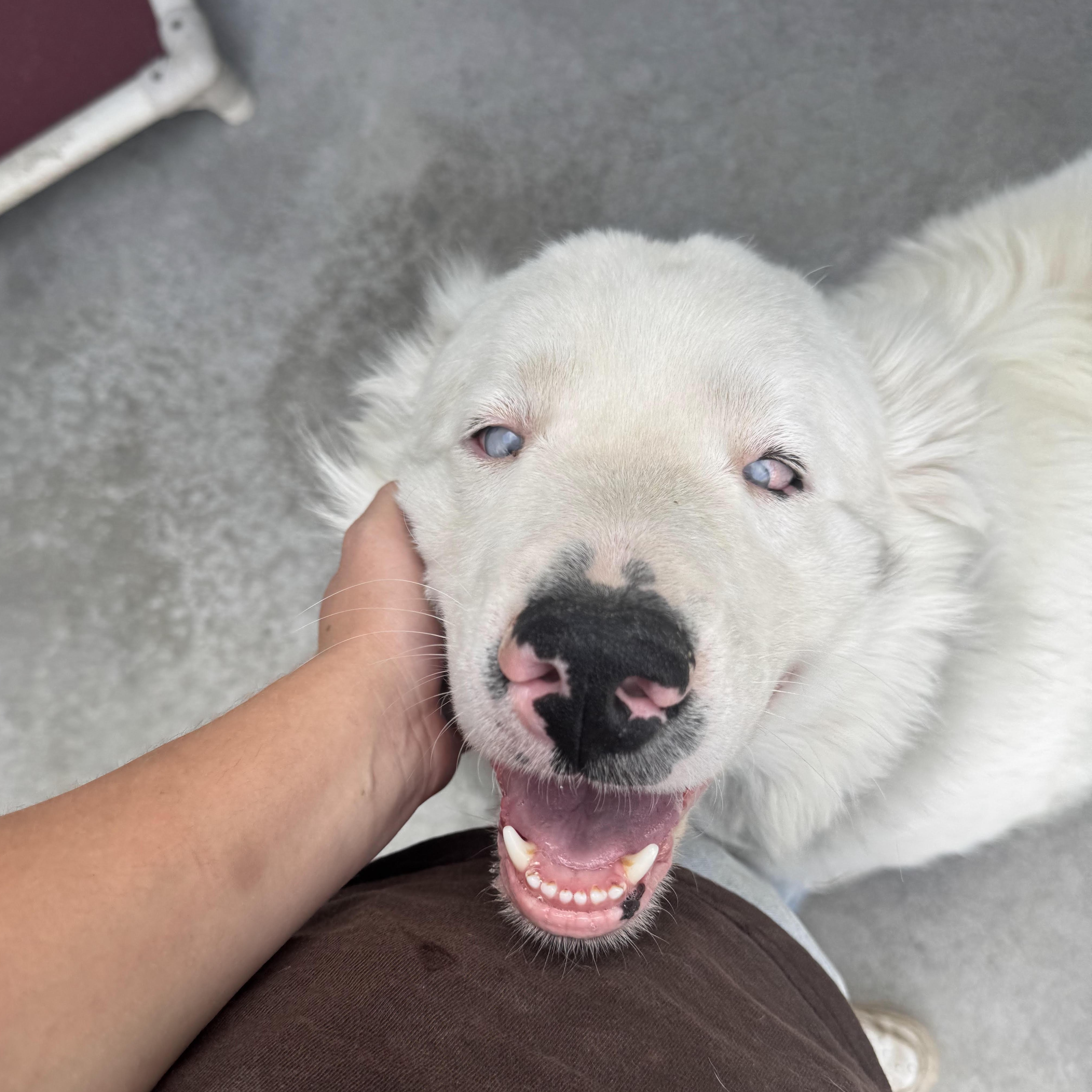Polar, an adoptable Australian Shepherd in The Dalles, OR, 97058 | Photo Image 2