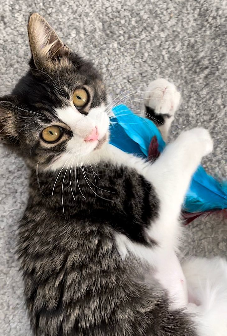 Luna, Adopted, Kitten Female Domestic Medium Hair.