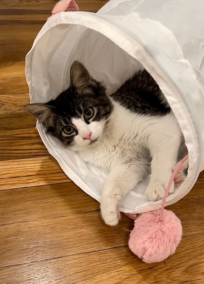 Enlarge Luna, a Adopted Domestic Medium Hair in San Antonio, TX image 3/6