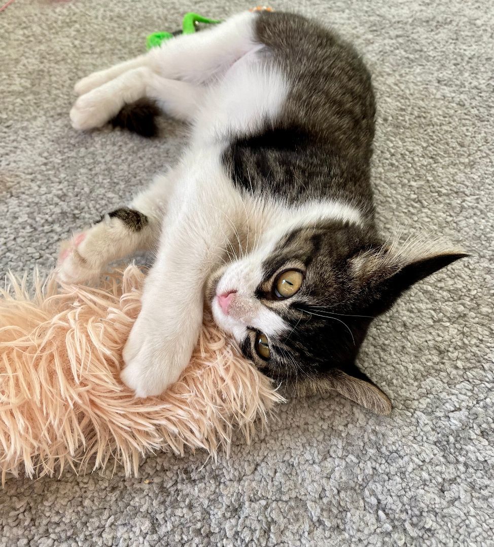 Enlarge Luna, a Adopted Domestic Medium Hair in San Antonio, TX image 4/6