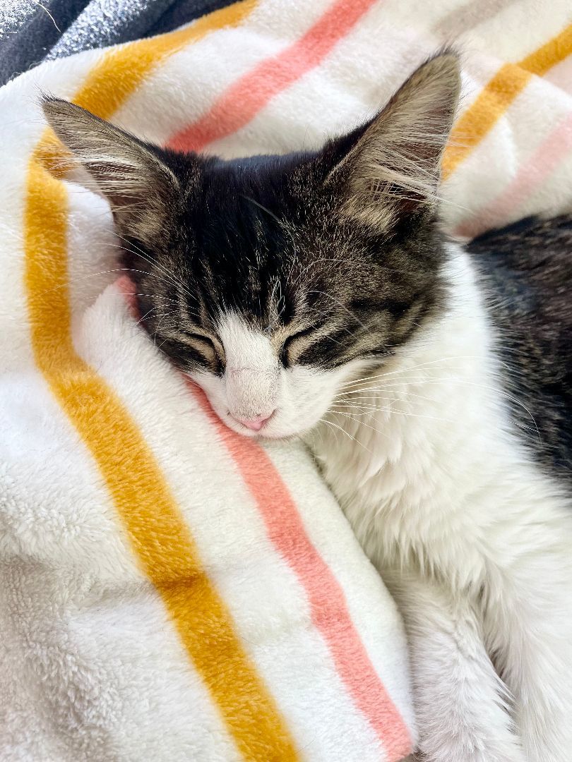 Enlarge Luna, a Adopted Domestic Medium Hair in San Antonio, TX image 5/6