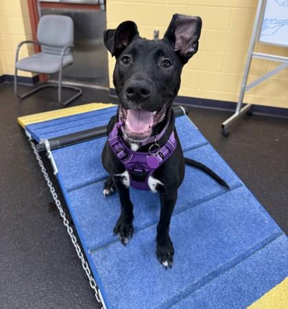 Toby, Adoptable, Young Male Shepherd & Mixed Breed.