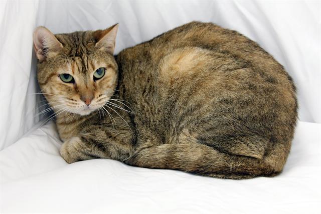 Enlarge SANSA, a Adoptable Domestic Short Hair in Winter Haven, FL image 1/1