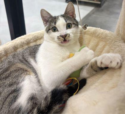 Enlarge Sophie, a Adoptable mixed breed in Encinitas, CA image 1/3