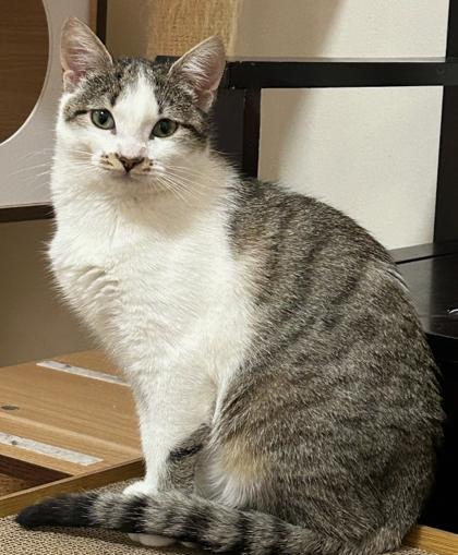 Sophie, Adoptable, Young Female Domestic Short Hair & Domestic Short Hair.