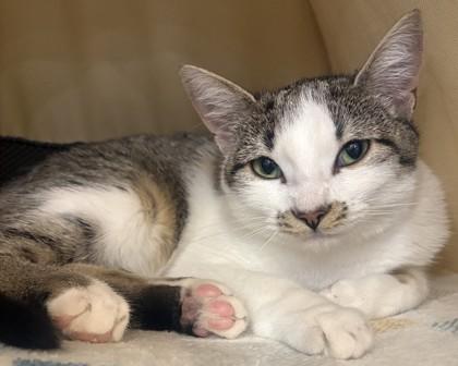 Enlarge Sophie, a Adoptable mixed breed in Encinitas, CA image 3/3