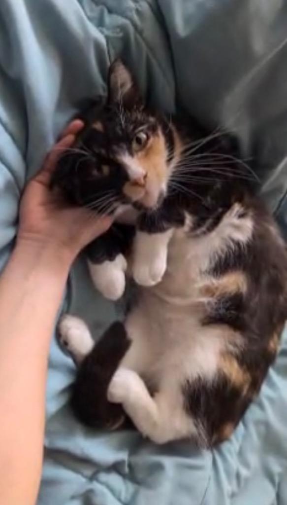 Enlarge 205-Taylor bonded with Travis, a Adoptable mixed breed in Windsor, CT image 1/3