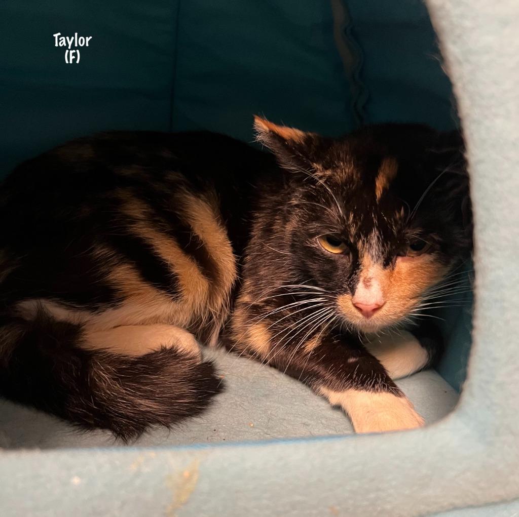 Enlarge 205-Taylor bonded with Travis, a Adoptable mixed breed in Windsor, CT image 2/3