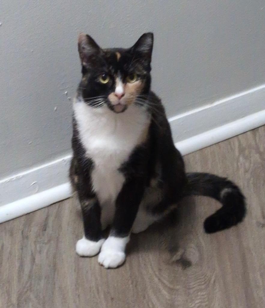 Enlarge 205-Taylor bonded with Travis, a Adoptable mixed breed in Windsor, CT image 3/3