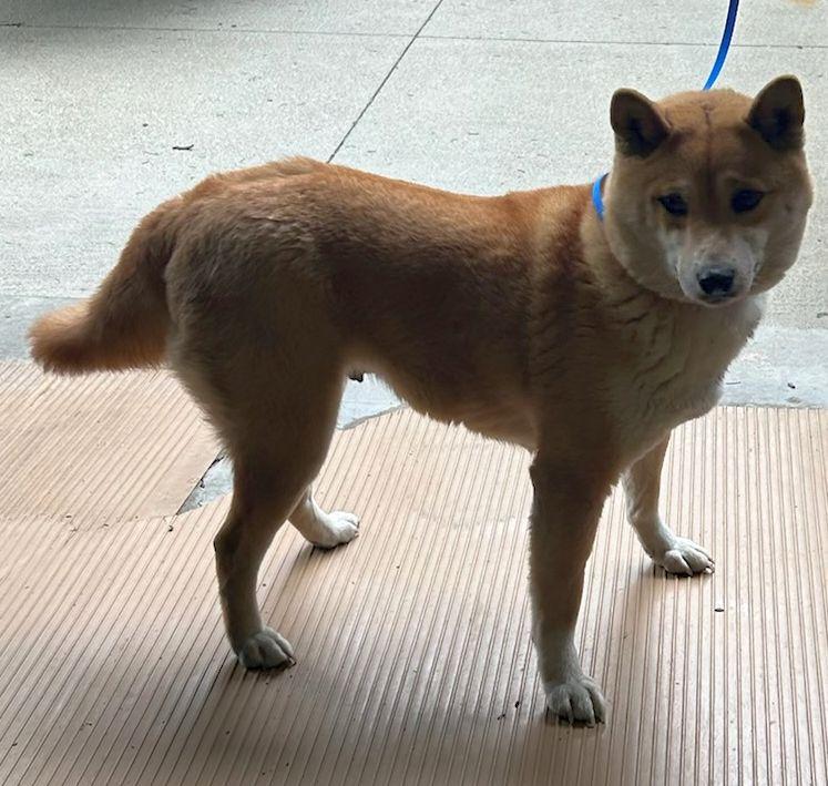 Enlarge AKI (ohiosdrescue@gmail.com), a ADOPTABLE Shiba Inu in Rossford, OH image 1/1