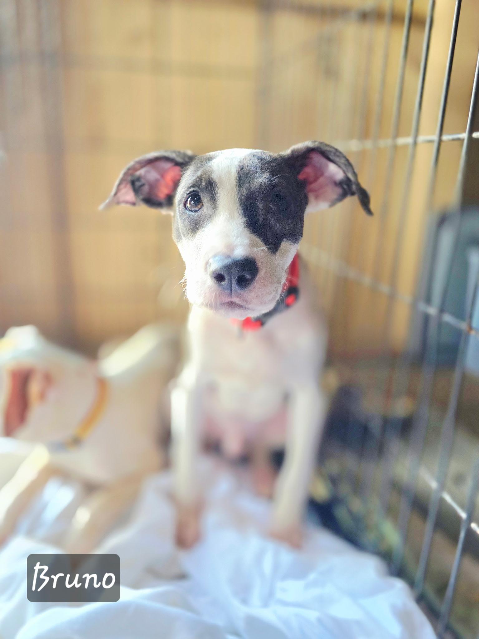 Bruno