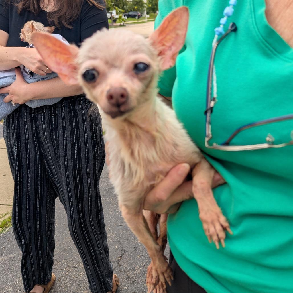 Mildred, Adoptable, Senior Female Chihuahua.