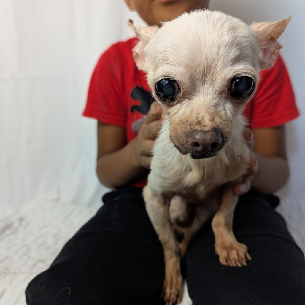 Enlarge Mildred, a Adoptable Chihuahua in Romeoville, IL image 3/3