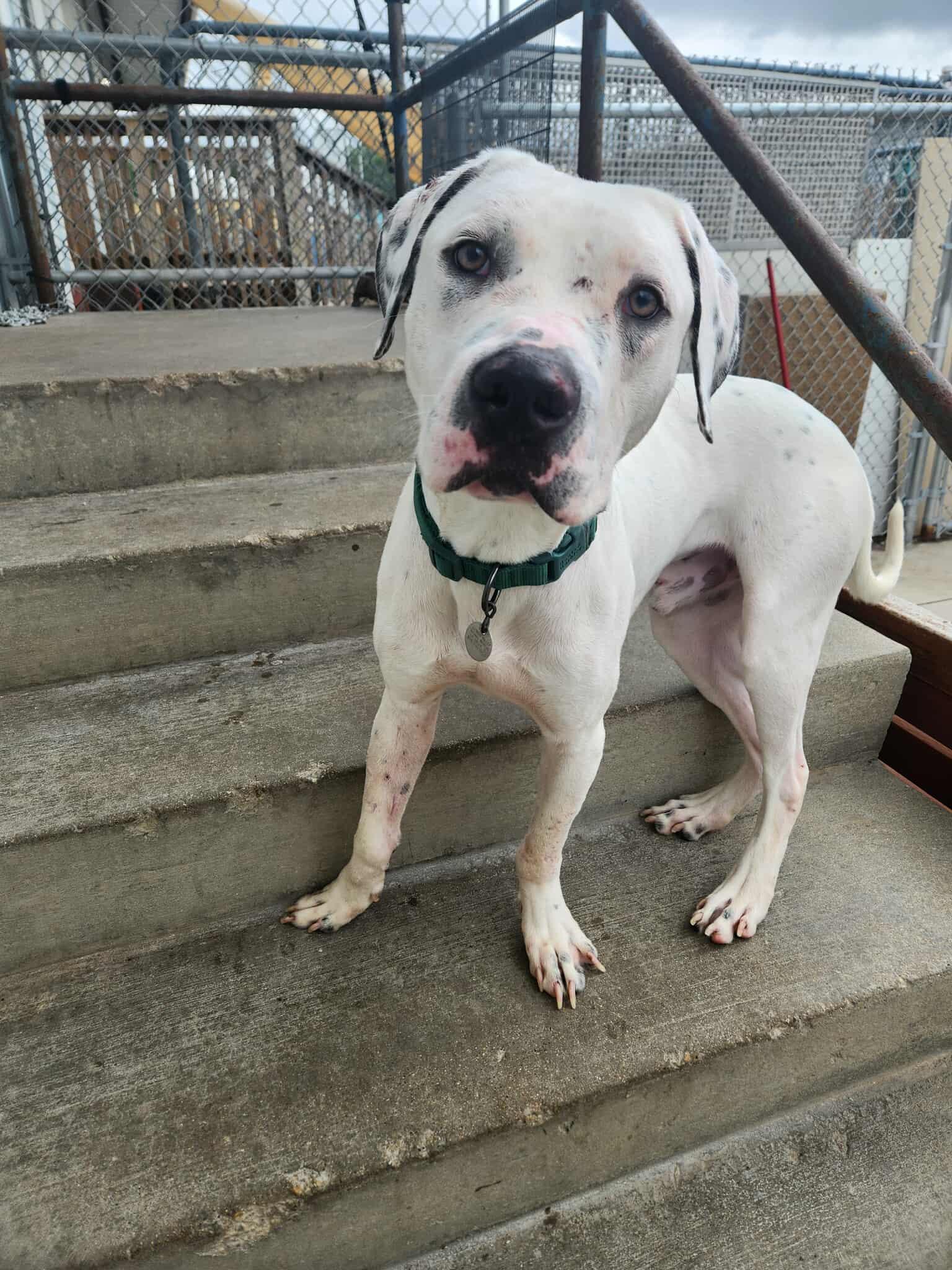 Ghost, Adoptable, Young Male Pit Bull Terrier.